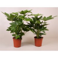 IBH SZOBAARÁLIA CSERÉP 17CM FATSIA JAPONICA 60 CM