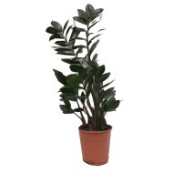 IBH AGGLEGÉNY PÁLMA CS:17CM, ZAMIOCULCAS ZAMIIFOLIA