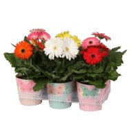 IBH GERBERA DEKOR KASPÓBAN CS:12CM