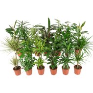 ZÖLDNÖVÉNY MIX CS: 21 CM