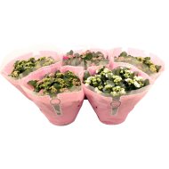 KORALLVIRÁG MIX DÍSZZACSKÓBAN CS:23CM KALANCHOE
