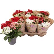 KORALLVIRÁG MIX CS:12CM TRICOLOR KALANCHOE