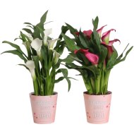 KÁLA MIX CS:12CM ZANTEDESCHIA