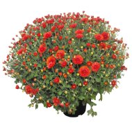 KRIZANTÉM KISVIRÁGÚ CS:19CM CHRYSANTHEMUM MULTIFLORUM