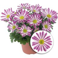 KRIZANTÉM IDŐZÍTETT CSÍKOS 12 CM