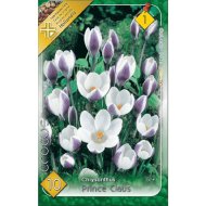 CROCUS SPECIES CHRYSANTHUS PRINS CLAUS 5CM