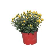 KRIZANTÉM KISVIRÁGÚ CS:12CM CHRYSANTHEMUM MULTIFLORUM