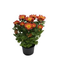KRIZANTÉM IDŐZÍTETT CS:12CM