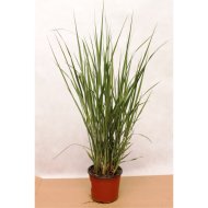 DÍSZFŰ MIX CS:13CM, CAREX FAJTÁK
