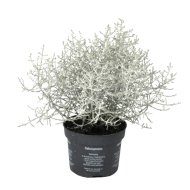 ÖRÖKZÖLD PÁRNACSERJE CS:11CM CALOCEPHALUS BROWNII