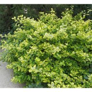 ARANYTARKA KÚSZÓ KECSKERÁGÓ C1,5 EUONYMUS FORTUNEI EMERALD'N GOLD