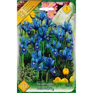 IRIS RETICULATA 5CM