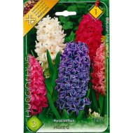JÁCINT (HYACINTHUS MIXED) 14-15CM
