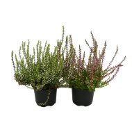 CALLUNA VULGARIS CS: 9 CM KÖZÖNSÉGES CSARAB