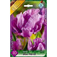 TULIPÁN VIRÁGHAGYMA 'BLUE PARROT' 10-11 CM
