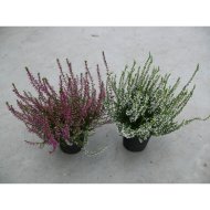 CALLUNA TWINGIRLS CS:11 CM CSARAB 1 TŐ/2 SZÍN