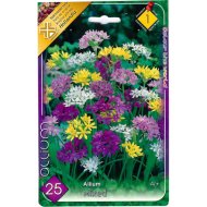 ALLIUM 25DB/CSOMAG SZÍNKEVERÉK