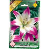 VIRÁGHAGYMA LILIOM 'ASIATIC PINK-WHITE' 1DB/CSOMAG RÓZSASZÍN-FEHÉR