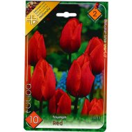 VIRÁGHAGYMA TULIPÁN 'TRIUMPH RED' 10DB/CSOMAG PIROS