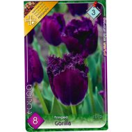 VIRÁGHAGYMA TULIPÁN 'GORILLA' 8DB/CSOMAG SÖTÉTLILA