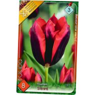 VIRÁGHAGYMA TULIPÁN 'SLAWA' 8DB/CSOMAG BORDÓ