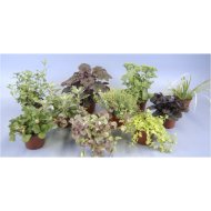 ŐSZI ÉVELŐ MIX CS:13CM