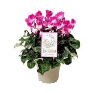 CIKLÁMEN 'INDIAKA' CS:13CM CYCLAMEN