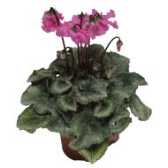 CIKLÁMEN FODROS CSERÉP: 13CM 'MELANGE CURLY'