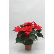 MIKULÁSVIRÁG PRÉMIUM MIX CS:12CM KB.30-35CM 3-4ÁGÚ POINSETTIA