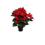 MIKULÁSVIRÁG EXTRA, CS:13CM, KB.40-45CM, MINIMUM 5 ÁGÚ, POINSETTIA