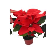 MIKULÁSVIRÁG PIROS CS:10,5CM KB.30CM 3-4ÁGÚ POINSETTIA