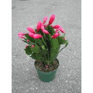 KARÁCSONYI KAKTUSZ CS:9 CM SCHLUMBERGERA