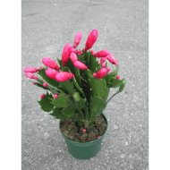 KARÁCSONYI KAKTUSZ CS:11CM SCHLUMBERGERA