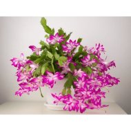 KARÁCSONYI KAKTUSZ CS:16CM TÁL SCHLUMBERGERA