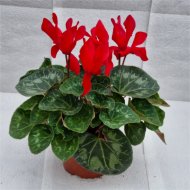 CIKLÁMEN MIX 13 CM CYCLAMEN