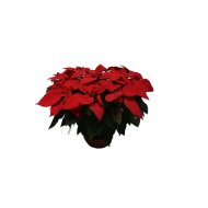 MIKULÁSVIRÁG TÁLBAN CS:22CM