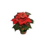 MIKULÁSVIRÁG GLITTERES, CS:12CM, KB.30-35CM, 3-4 ÁGÚ, POINSETTIA
