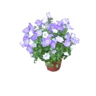 IBH HARANGVIRÁG CS:10,5CM CAMPANULA