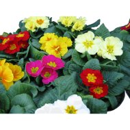 PRIMULA CS:10,5CM TÖBBFÉLE SZÍNBEN