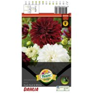 VH.1 DÁLIA'DUO DARK' 2DB/CSOMAG PIROS, FEHÉR