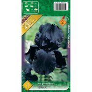 VH.2 NŐSZIROM 'BLACK' 1DB/CSOMAG FEKETE