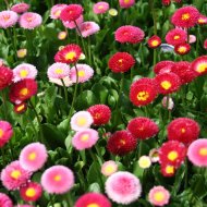 SZÁZSZORSZÉP CS:9CM BELLIS PERENNIS