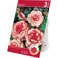 VIRÁGHAGYMA AKCIÓS BEGÓNIA MIX 3 DARAB/CSOMAG