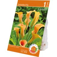 VIRÁGHAGYMA AKCIÓS KÁLA MIX 1 DARAB/CSOMAG