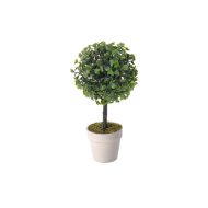 BUXUS KASPÓBAN 24X12X12CM KÉTFÉLE