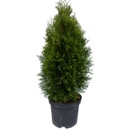 THUJA SMARAGD 80-100CM