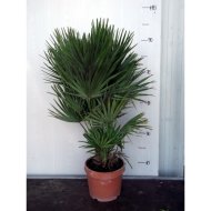 TÖRPE LÓSZŐRPÁLMA CS:19CM CHAMAEROPS HUMILIS