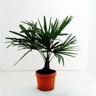 KÍNAI KENDERPÁLMA CS:19CM TRACHYCARPUS FORUNEII