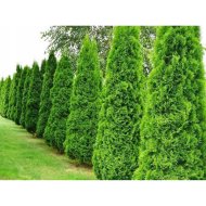 OSZLOPOS TUJA MIX C5 100/125 THUJA