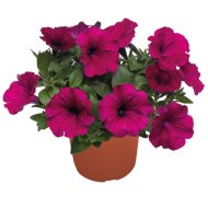 PETÚNIA KISVIRÁGÚ 'ALOHA' CS:10,5CM PETUNIA